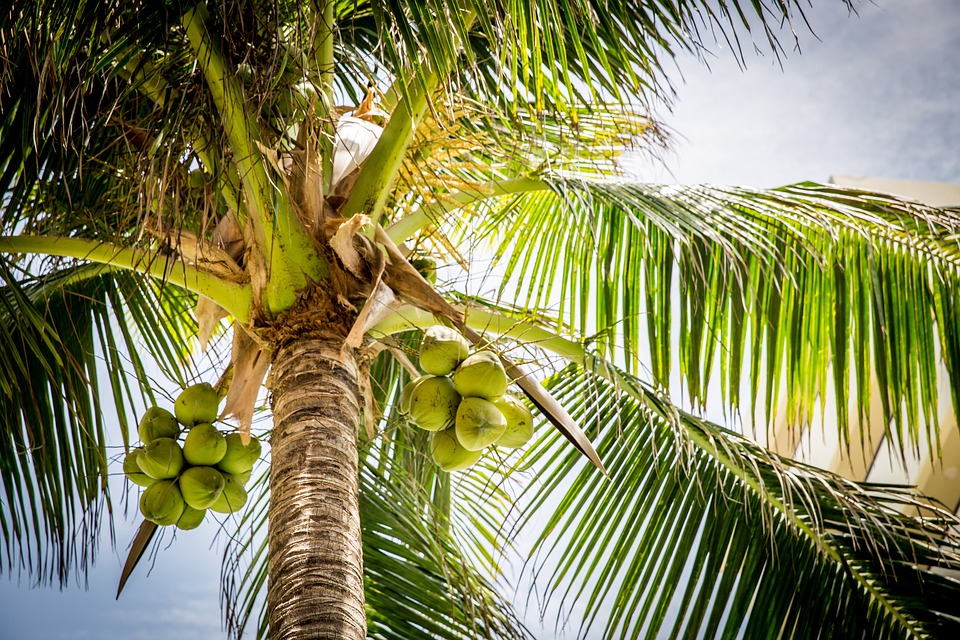 Фестиваль кокоса в Доминикане